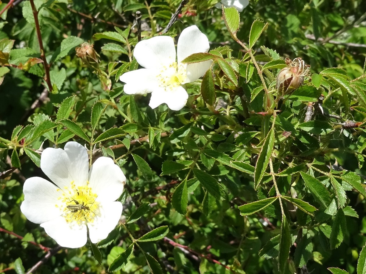 Rosa agrestis (Rosaceae)